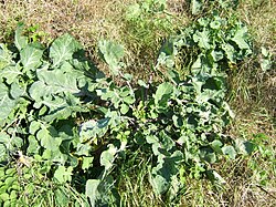 Wild Cabbage plants