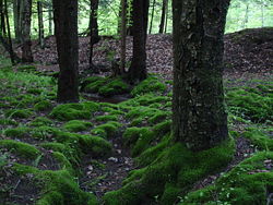 Clumps of moss on the ground and base of trees in the Allegheny National Forest, Pennsylvania, USA.